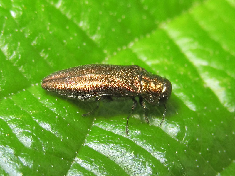 Buprestidae: Agrilus viridicaerulans rubi, femmina